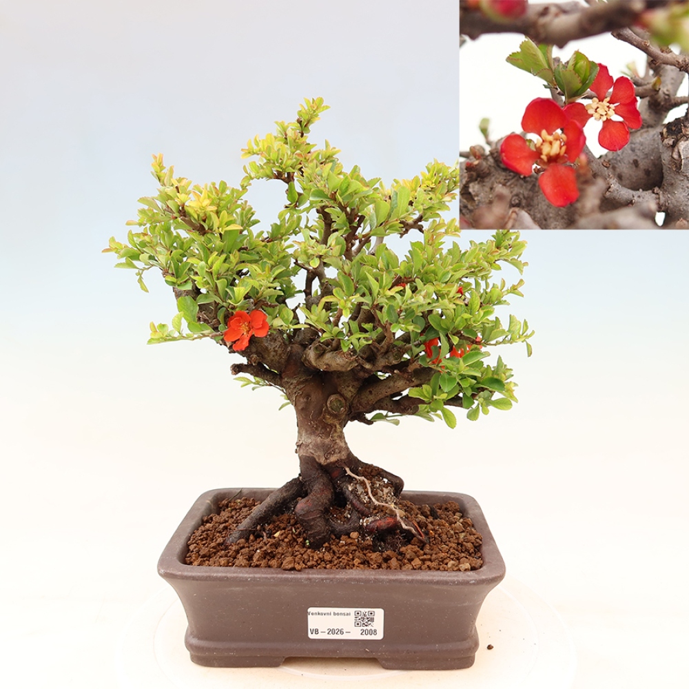 Bonsai voor buiten - Chaneomeles speciosa Chojubai