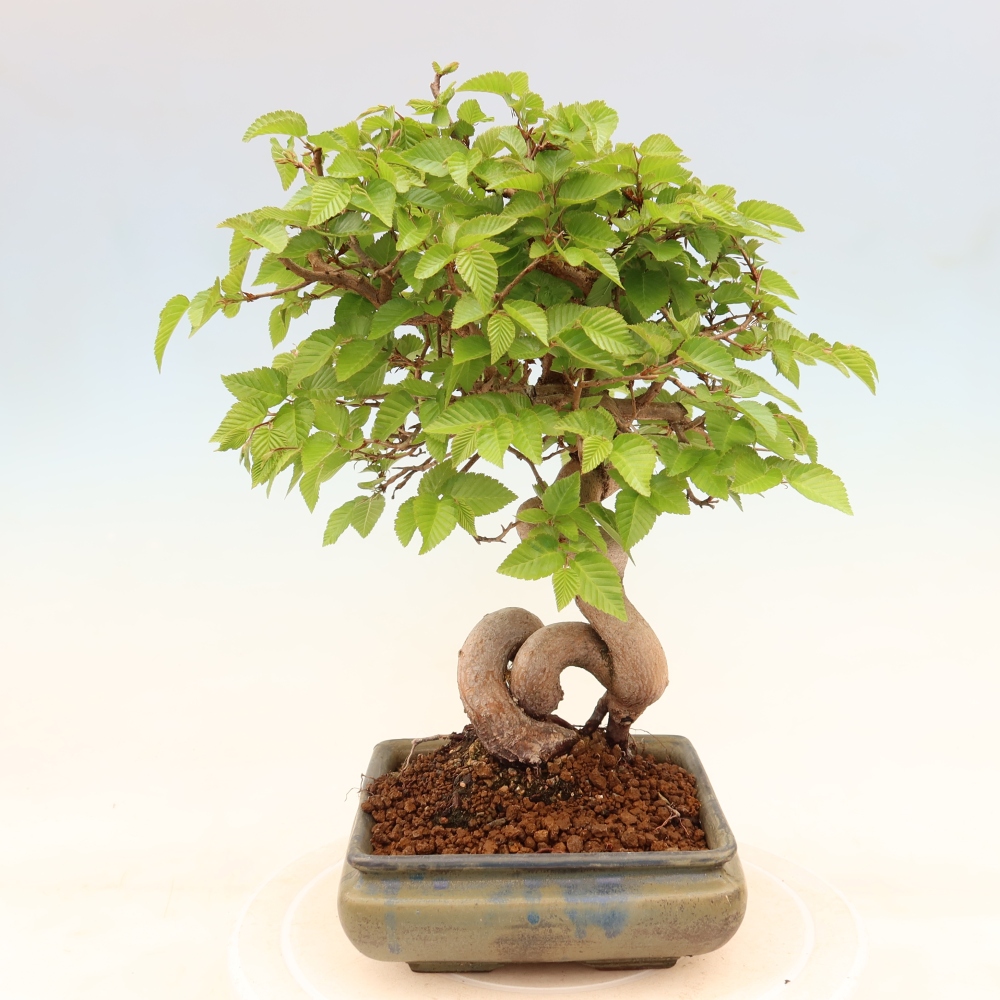 Bonsai voor buiten -Carpinus Coreana - Koreaanse haagbeuk
