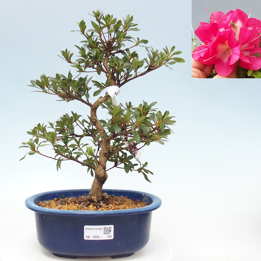 Bonsai voor buiten - Japanse Azalea - Azalea Reiko
