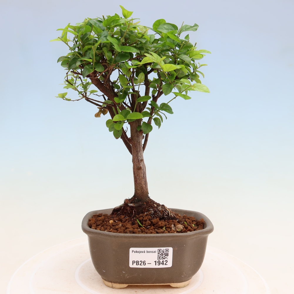 Kamerbonsai - Sageretia thea - Sageretia thea