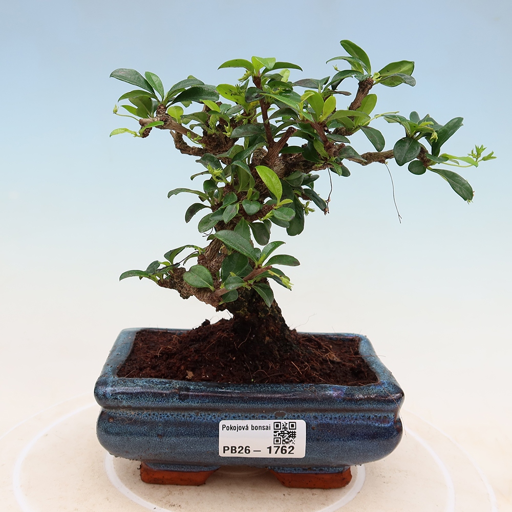 Kamerbonsai - Carmona macrophylla - Thee fuki