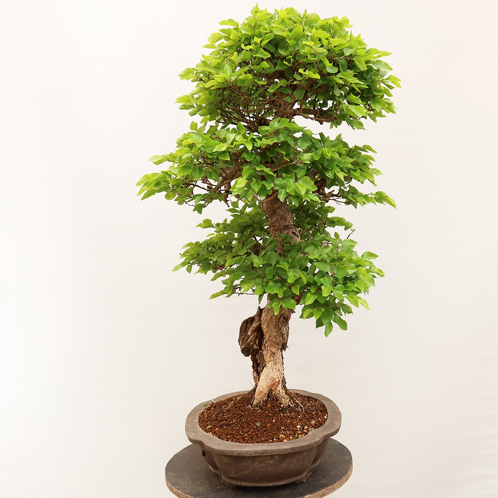 Bonsai voor buiten -Carpinus Coreana - Koreaanse haagbeuk