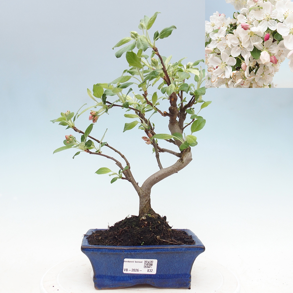Bonsai voor buiten -Malus halliana - Appelboom met kleine vruchten