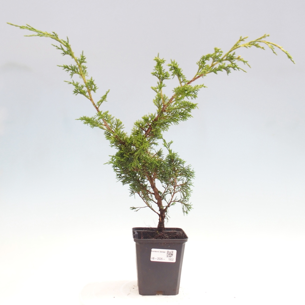 Bonsai voor buiten - Juniperus chinensis Itoigawa