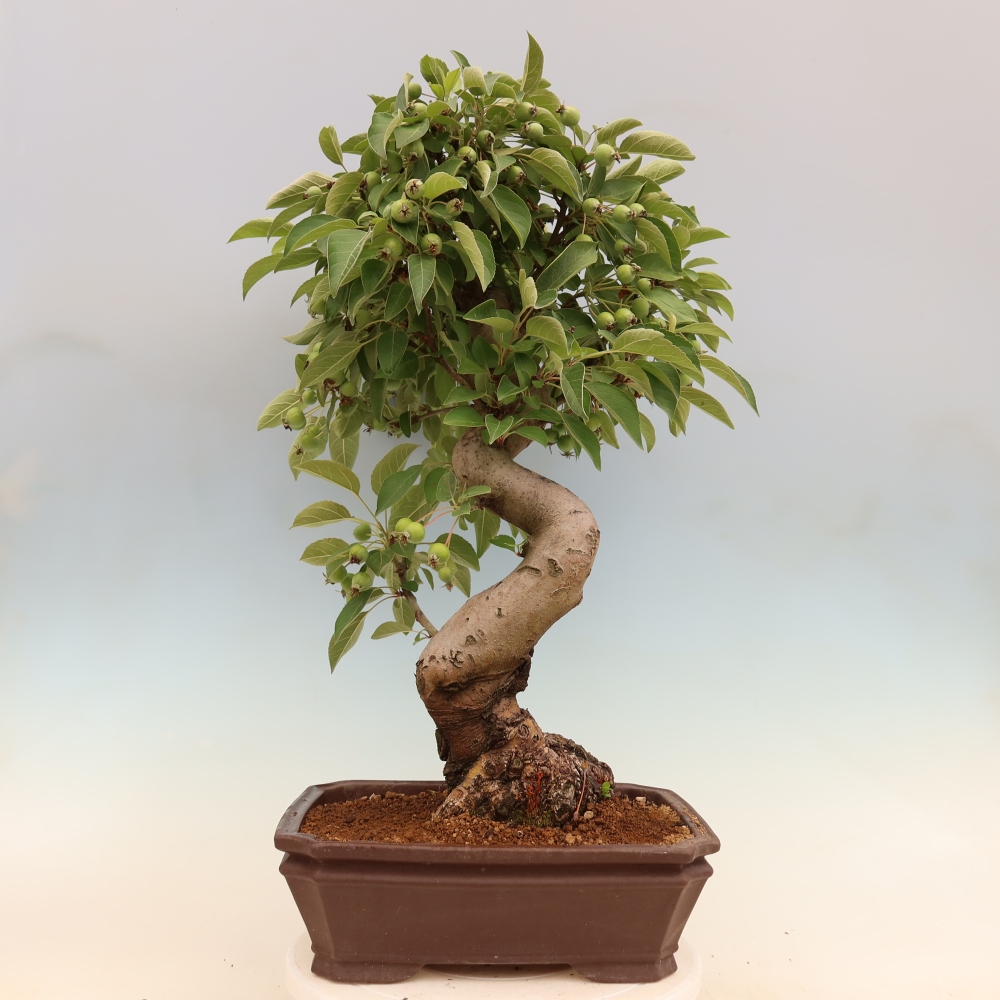 Bonsai voor buiten -Malus halliana - Appelboom met kleine vruchten