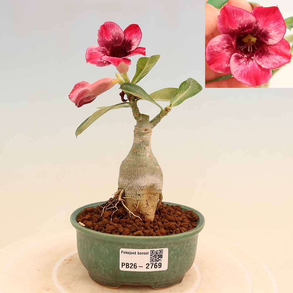 Kamerbonsai - Adenium obesum, geënt Mumbai Pink Diamond  - Woestijnroos