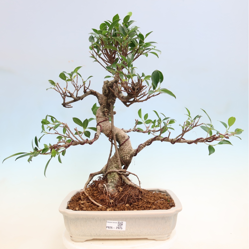 Kamerbonsai - Ficus kimmen - kleinbladige ficus