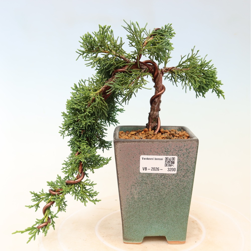 Bonsai voor buiten - Juniperus chinensis Kishu