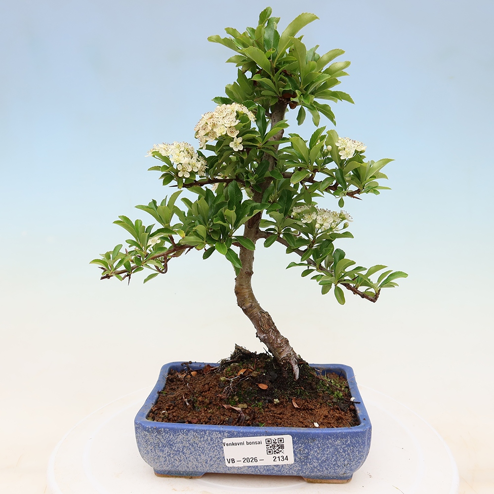 Buitenbonsai - Pyracantha teton - Vuurdoorn