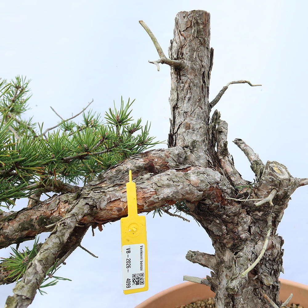 Pinus sylvestris Spanje - grove den