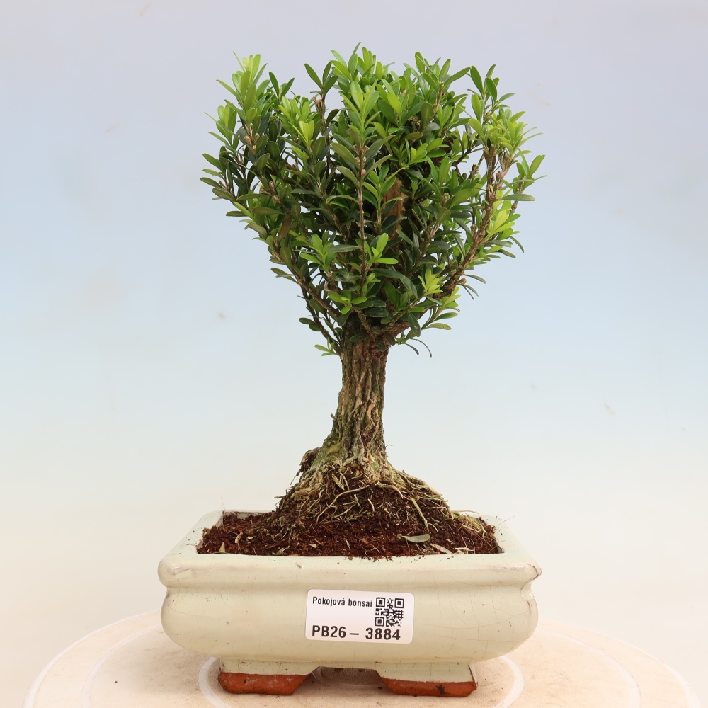 Kamerbonsai - Buxus harlandii - kurk buxus