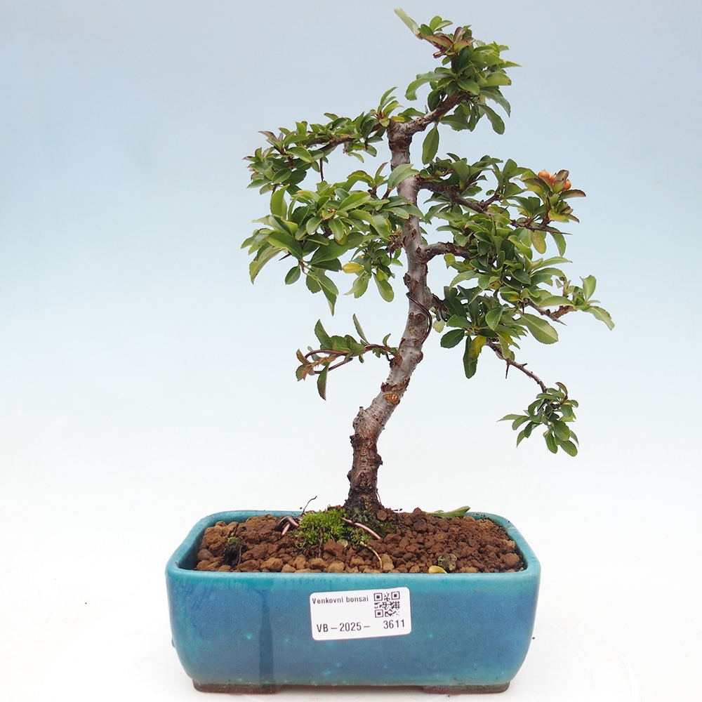 Bonsai-Pyracantha Teton voor buiten -Hlox