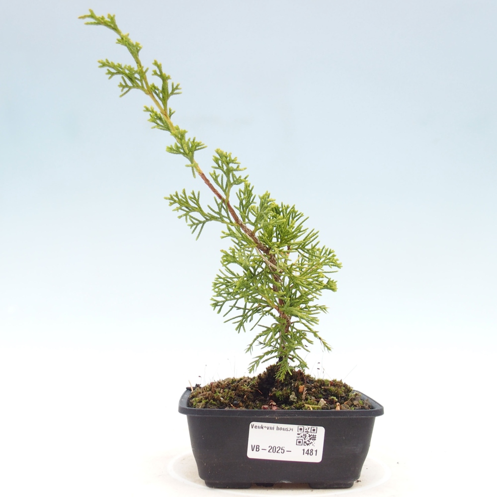 Bonsai voor buiten - Juniperus chinensis Itoigawa