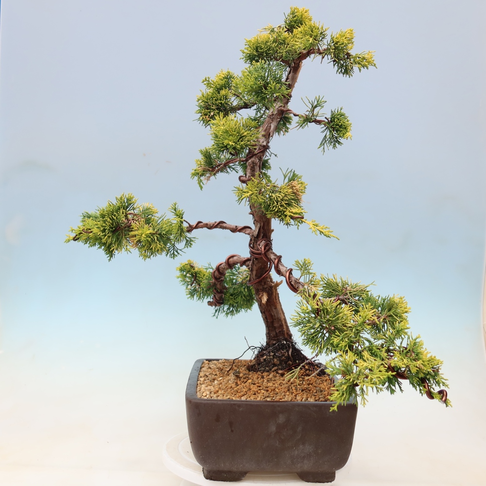Buitenbonsai - Juniperus chinensis  aurea - Chinese gouden jeneverbes