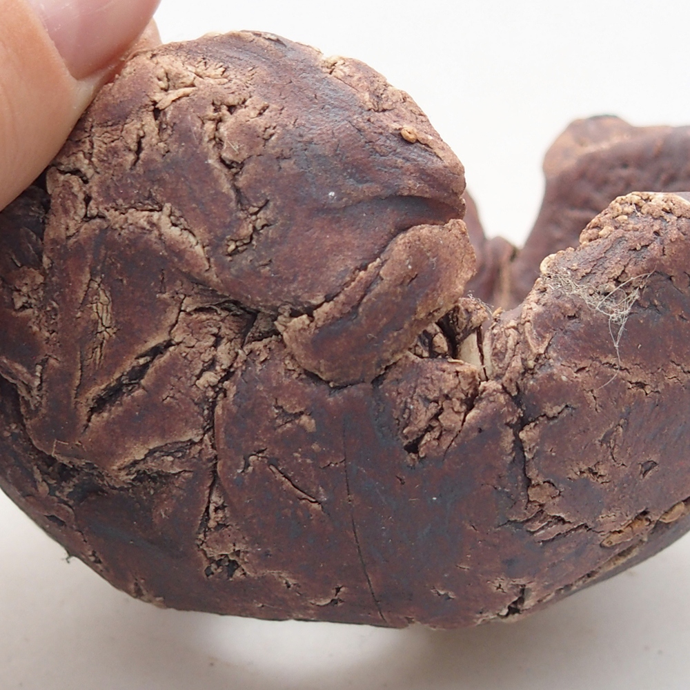 Keramisch Schelp 10 x 9 x 5,5 cm , kleur bruin