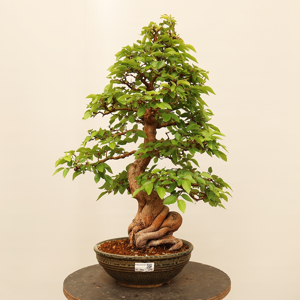 Bonsai voor buiten -Carpinus Coreana - Koreaanse haagbeuk
