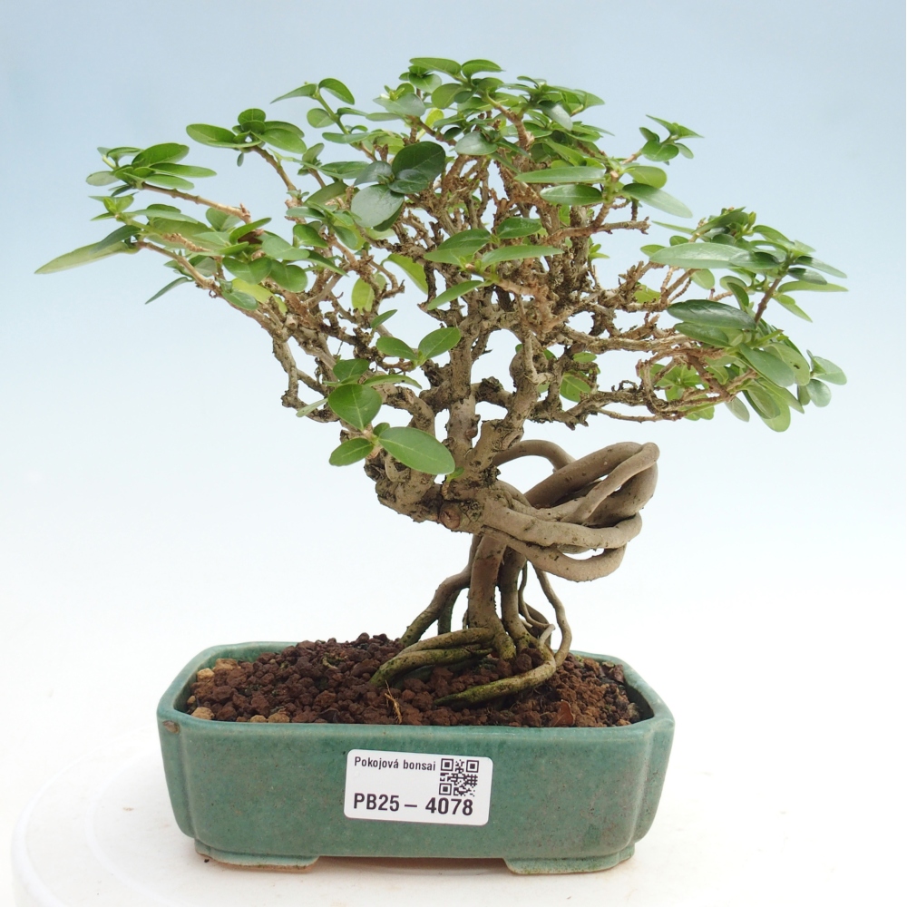 Bonsai voor binnen - Premna serratifolia - Kozlovna malolista