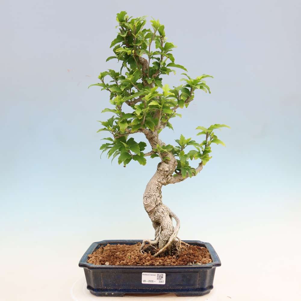 Bonsai voor buiten - Hibiscus syriacus - Syrische hibiscus