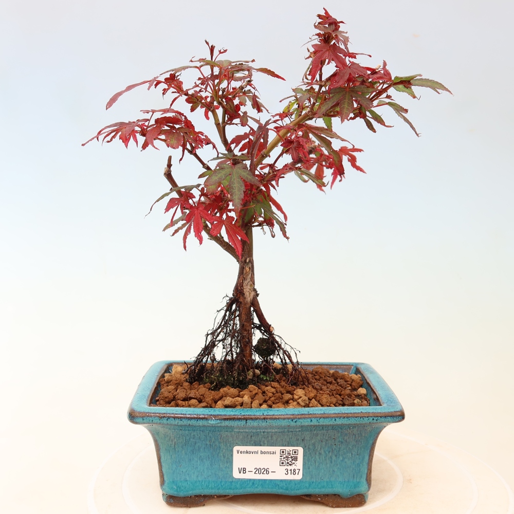 Buitenbonsai - Palmbladige esdoorn  - Acer palmatum Berry Broom 