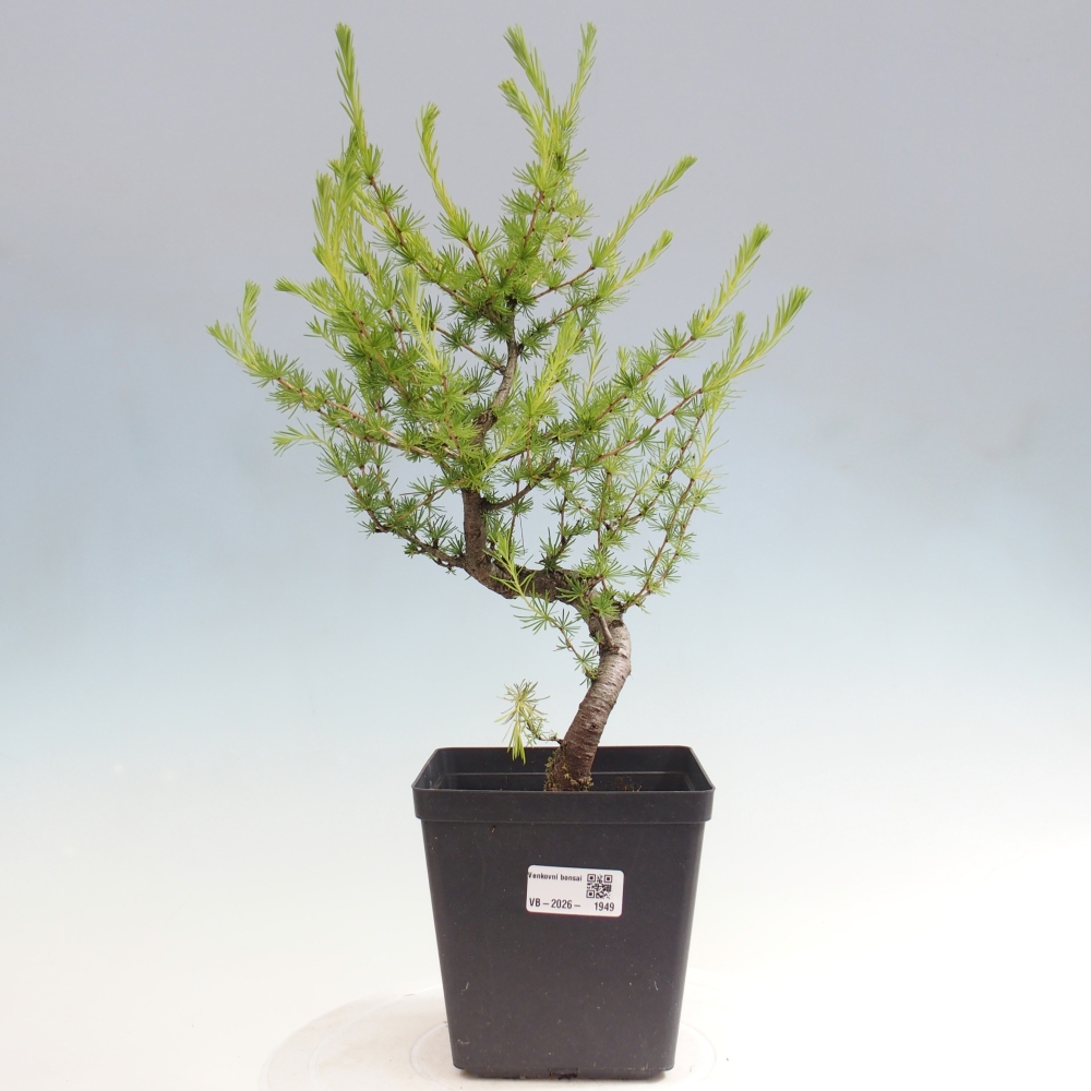 Bonsai voor buiten -Larix decidua - Lariks