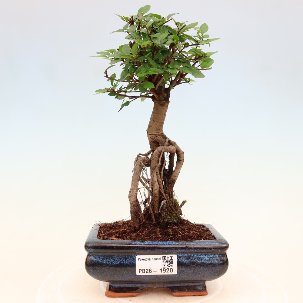 Kamerbonsai - Ulmus parvifolia - Winteriep