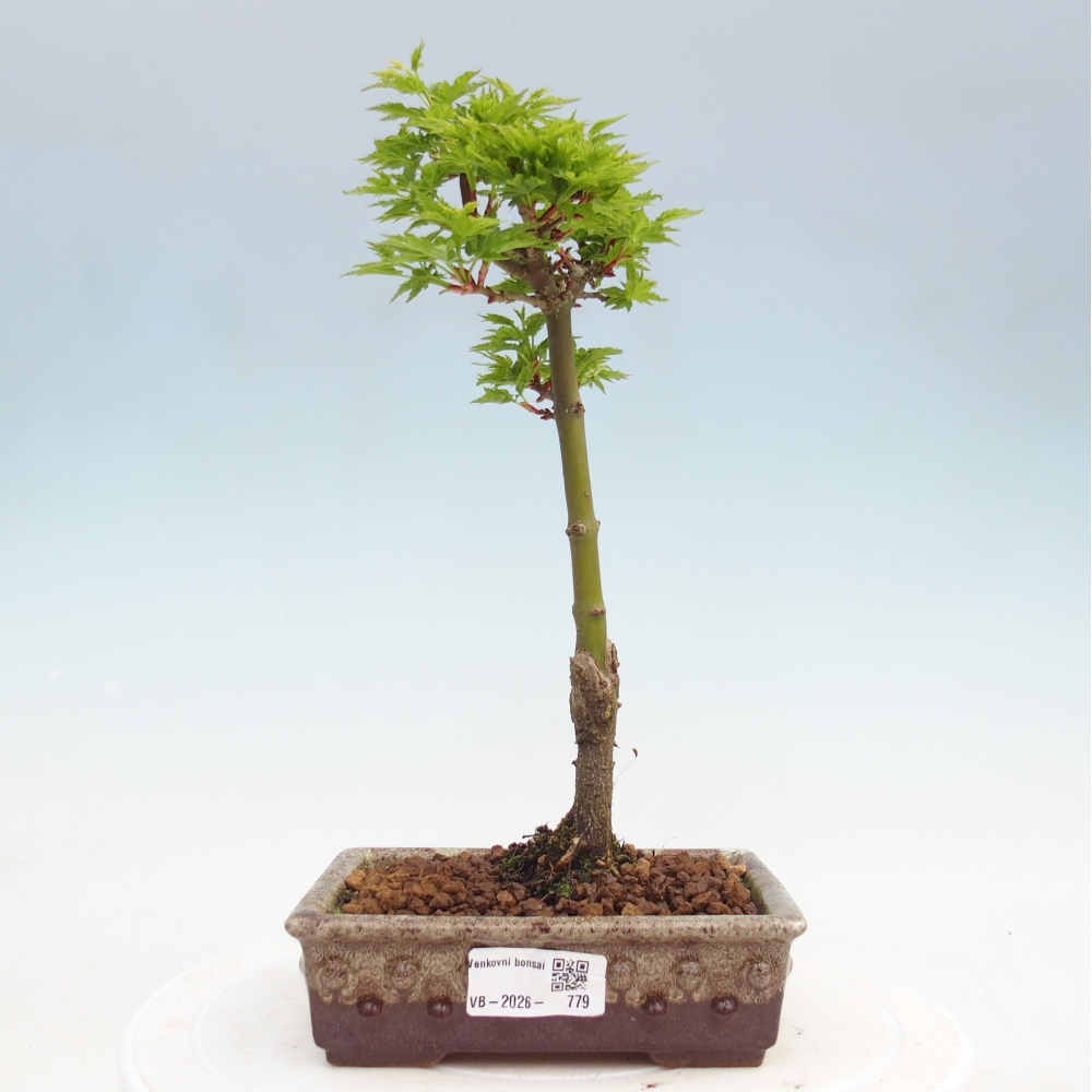 Bonsai voor buiten -Javor palm Acer palmatum Shishigashira