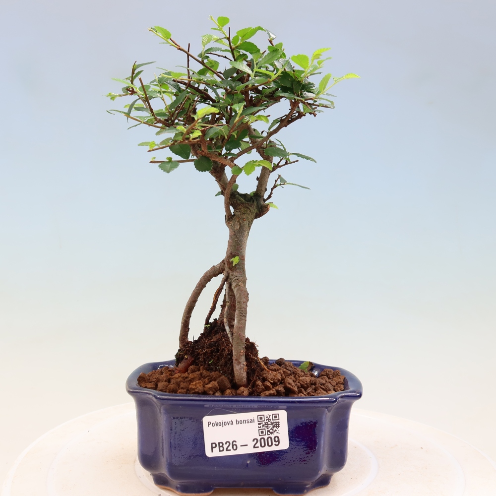 Kamerbonsai - Ulmus parvifolia - Winteriep