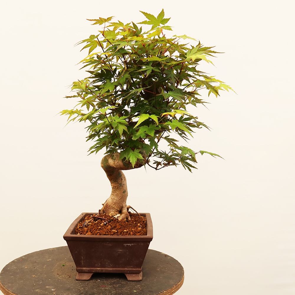 Bonsai voor buiten - Esdoorn palmatum - Palmen