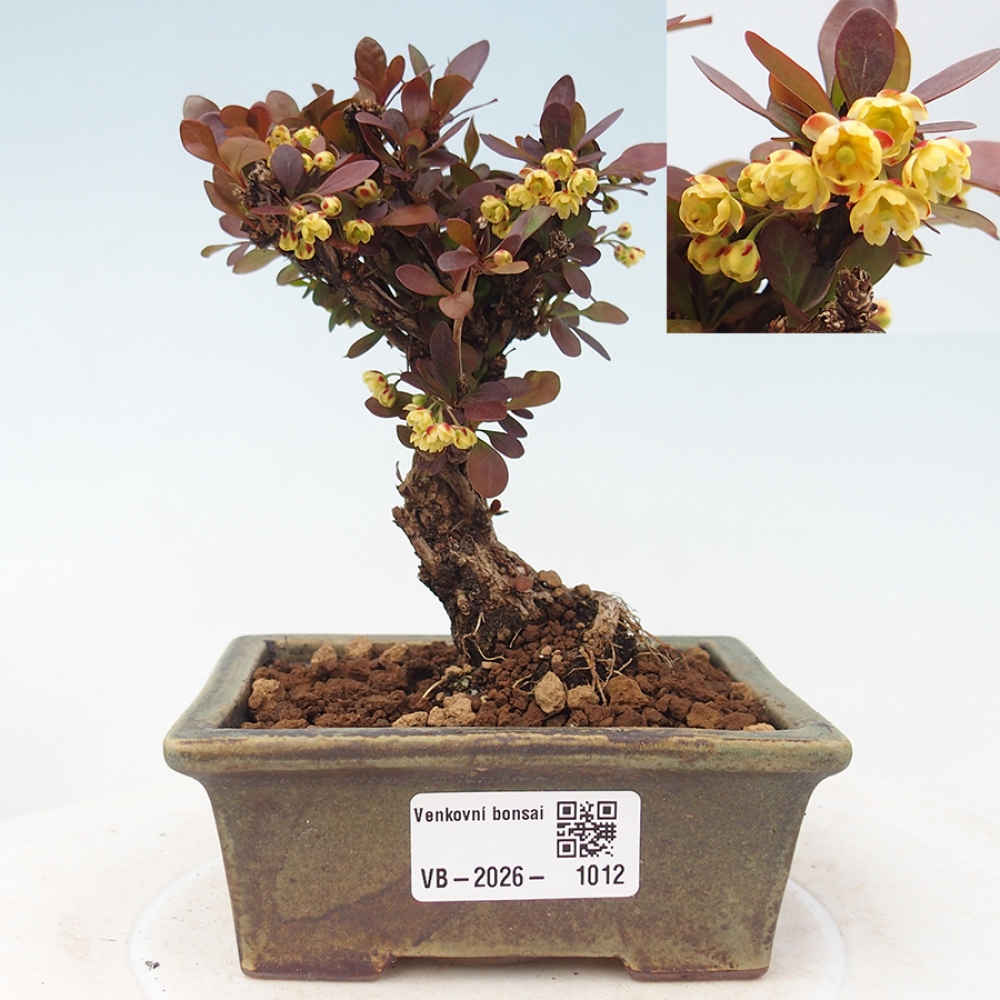 Bonsai voor buiten - Berberis Thunbergii Bagatelle