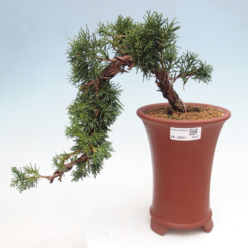 Bonsai voor buiten - Juniperus chinensis Kishu