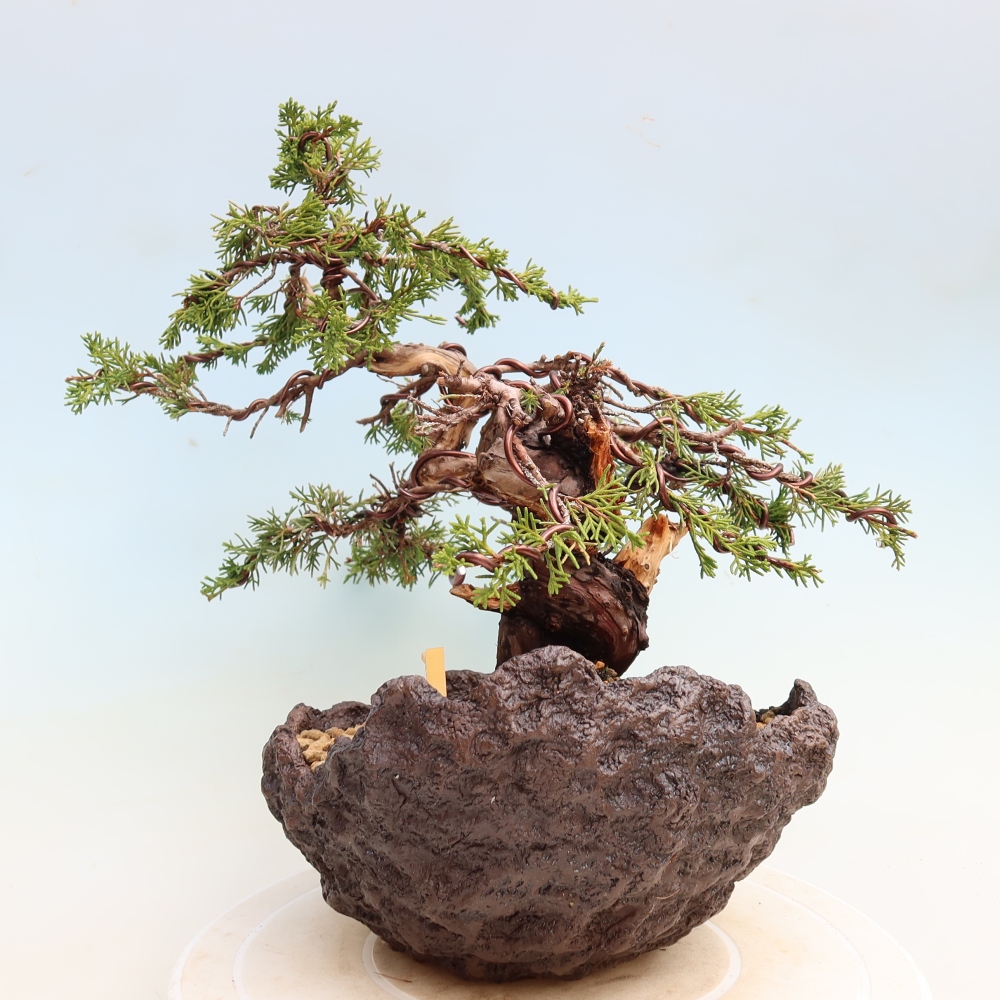 Bonsai voor buiten - Juniperus chinensis Itoigawa-Juniperus chinensis