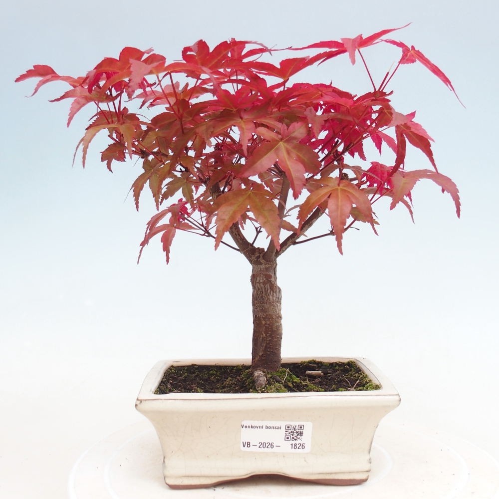 Bonsai voor buiten - Acer palmatum DESHOJO
