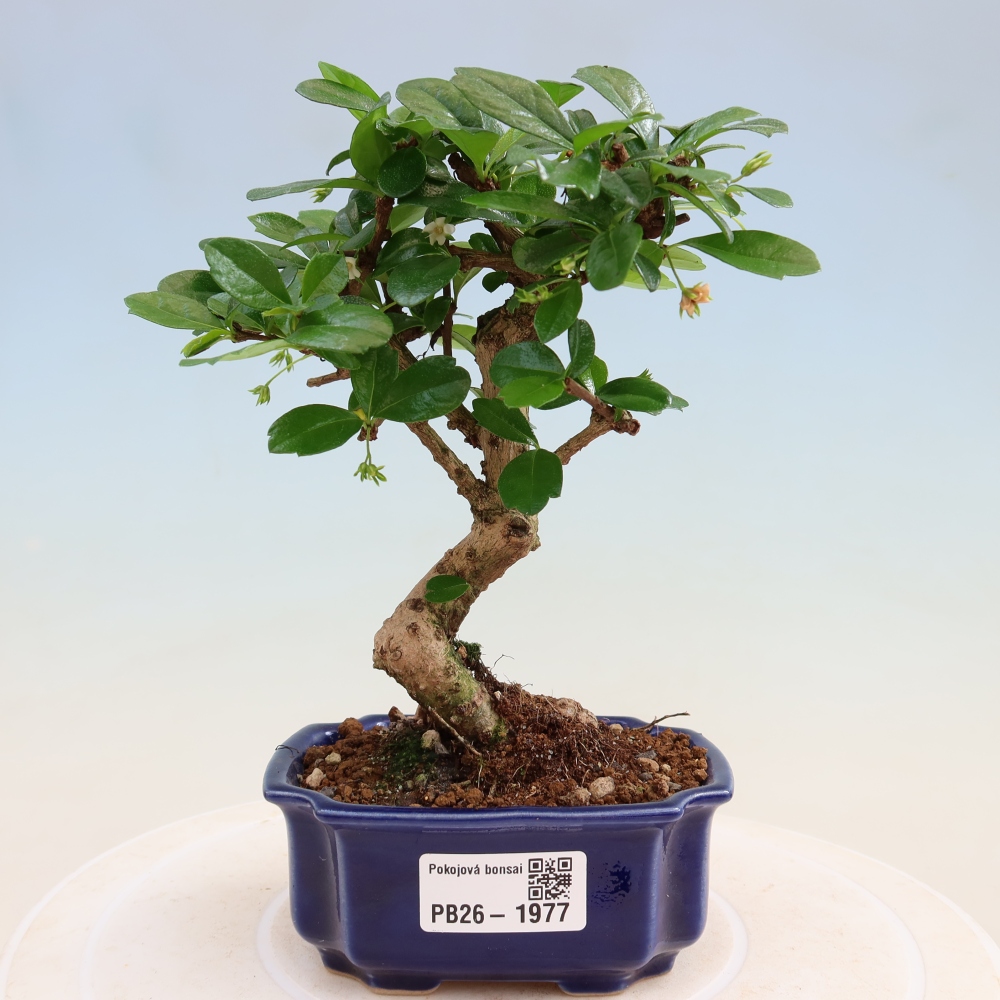 Kamerbonsai - Carmona macrophylla - Thee fuki