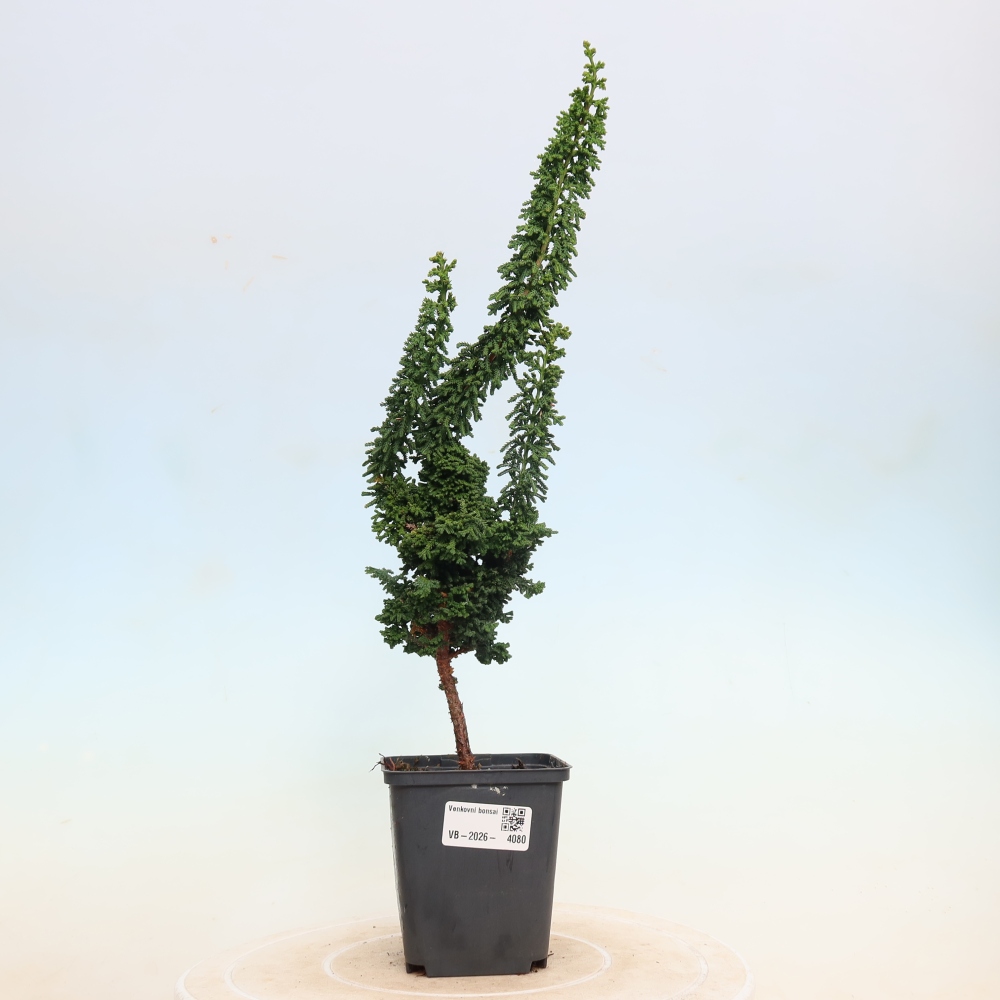 Bonsai voor buiten - Cham. obtusa SEKKA HINOKI - Cipres