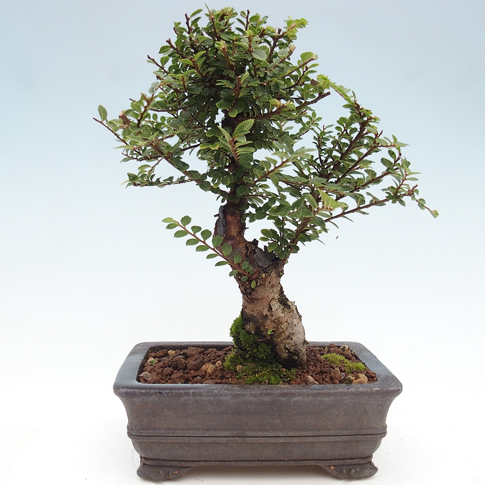 Bonsai voor buiten - Ulmus parvifolia Hokkaido - Chinese iep