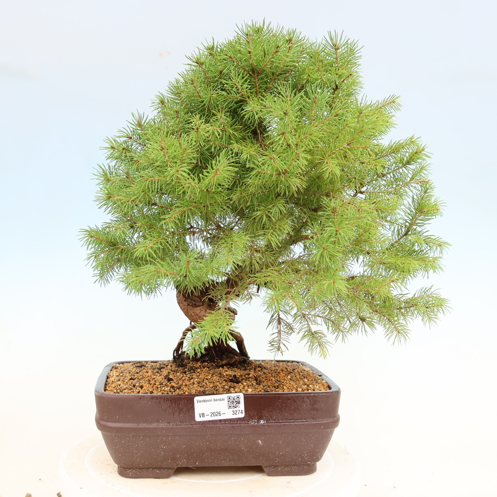 Bonsai voor buiten - Gewone spar - Picea glauca bol