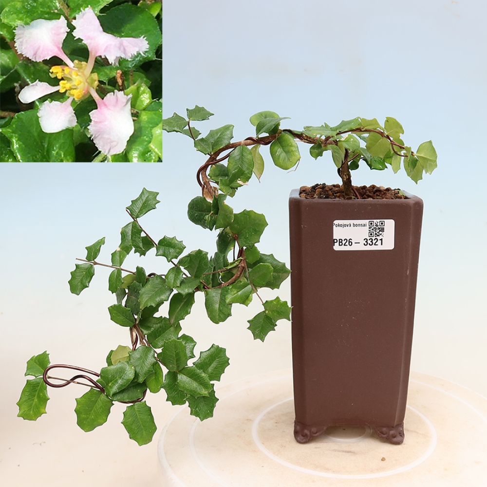Kamerbonsai - Barbados-kers (Malpighia coccigera)