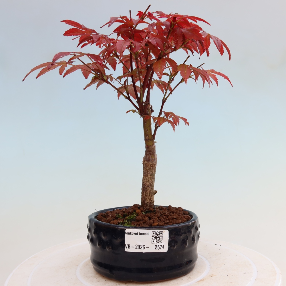 Bonsai voor buiten - Acer palm. Atropurpureum-Javorpalm