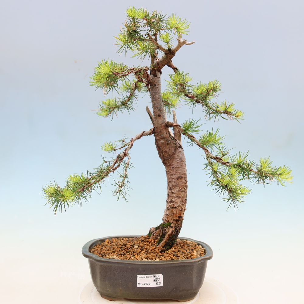 Bonsai voor buiten -Larix decidua - Lariks