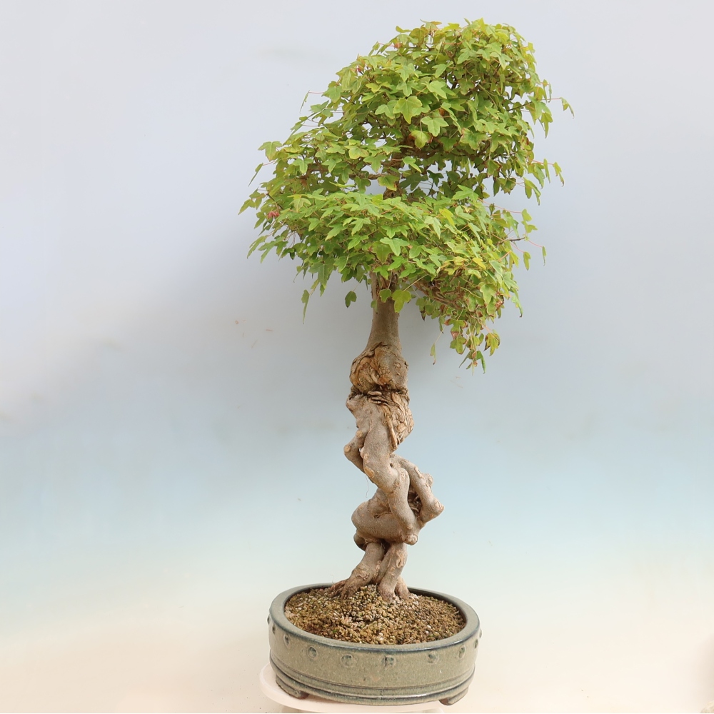 Bonsai voor buiten - Acer Buergerianum - Burgeresdoorn