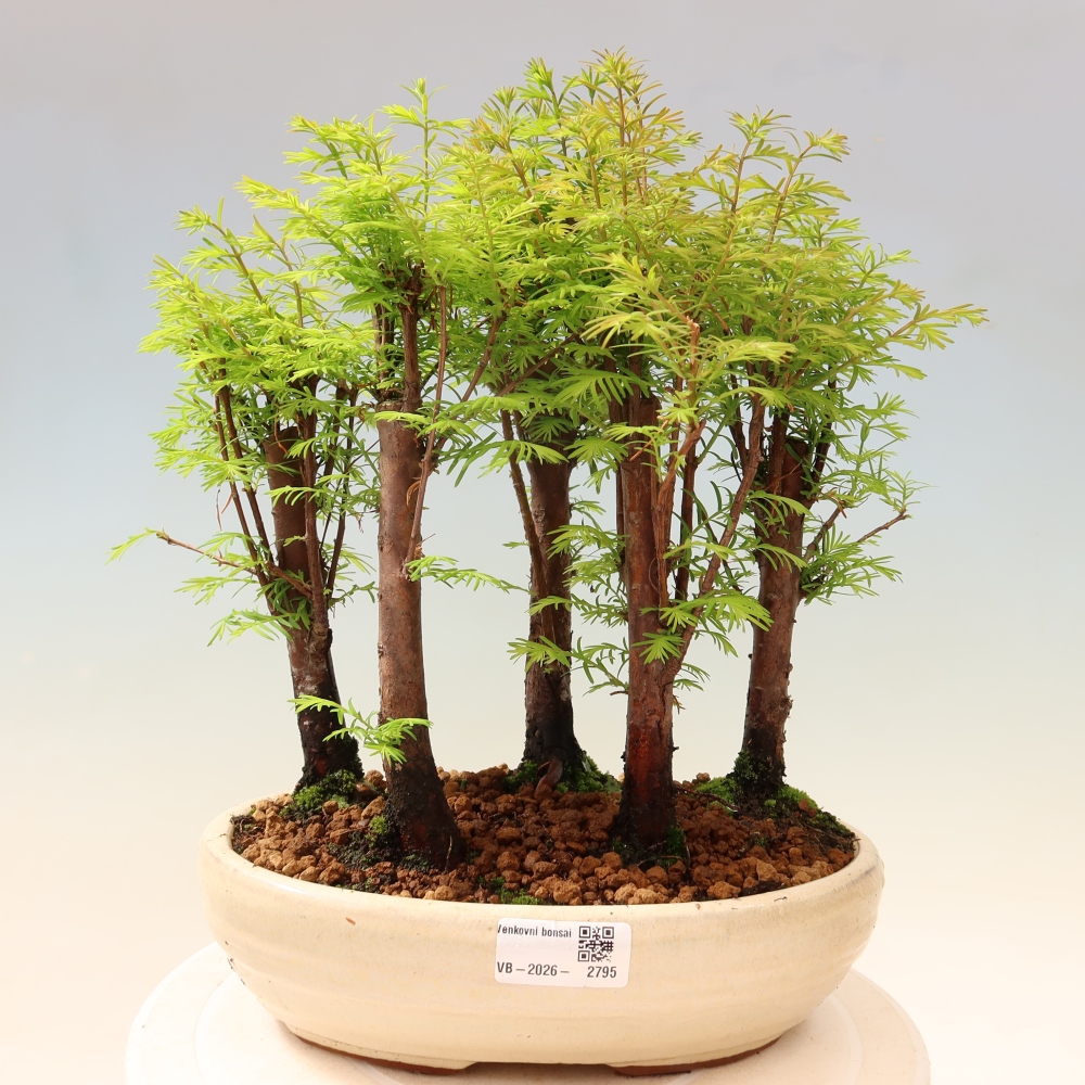 Buitenbonsai - Metasequoia glyptostroboides - Chinese metasequoia - bosje