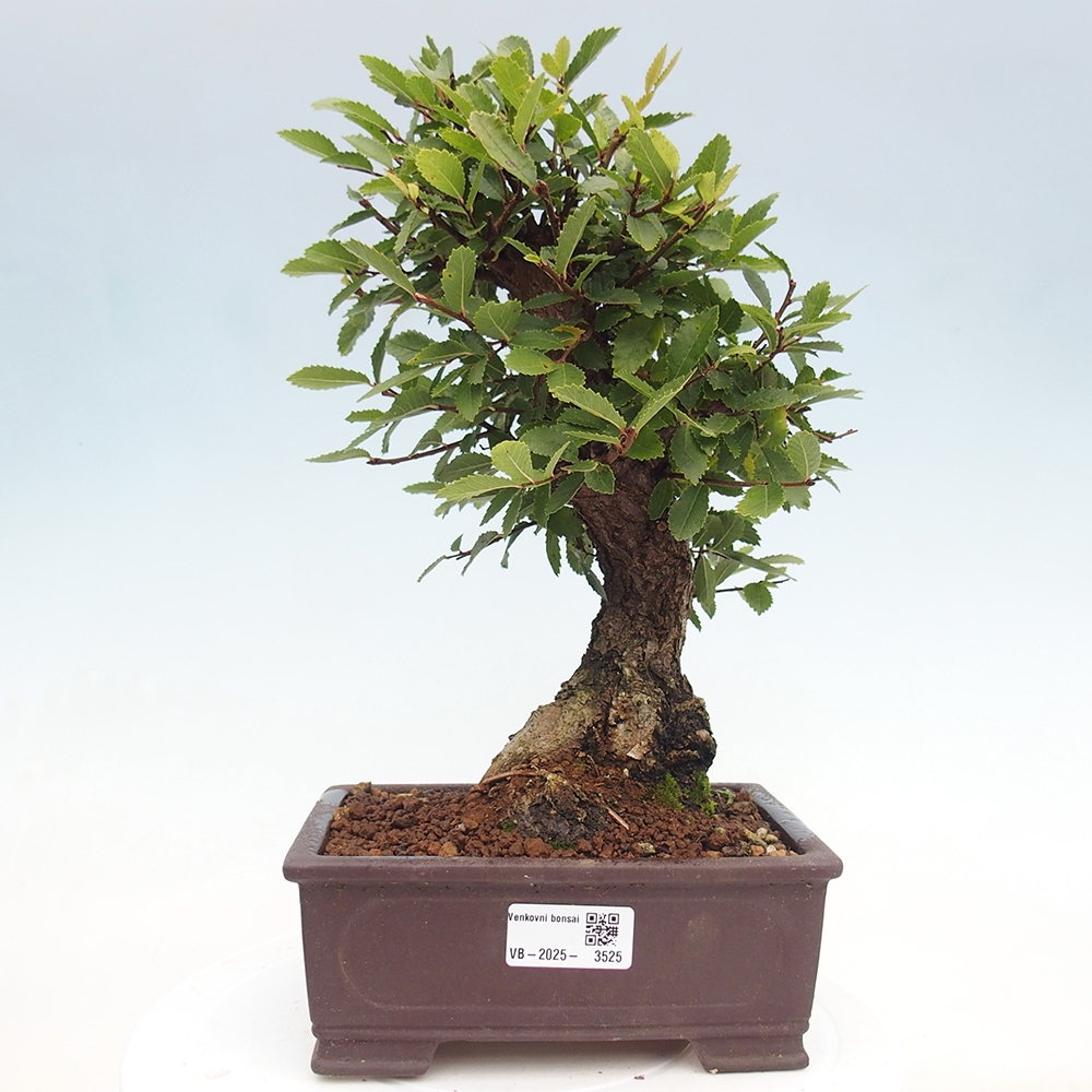 Bonsai voor buiten - Zelkova - Zelkova NIRE