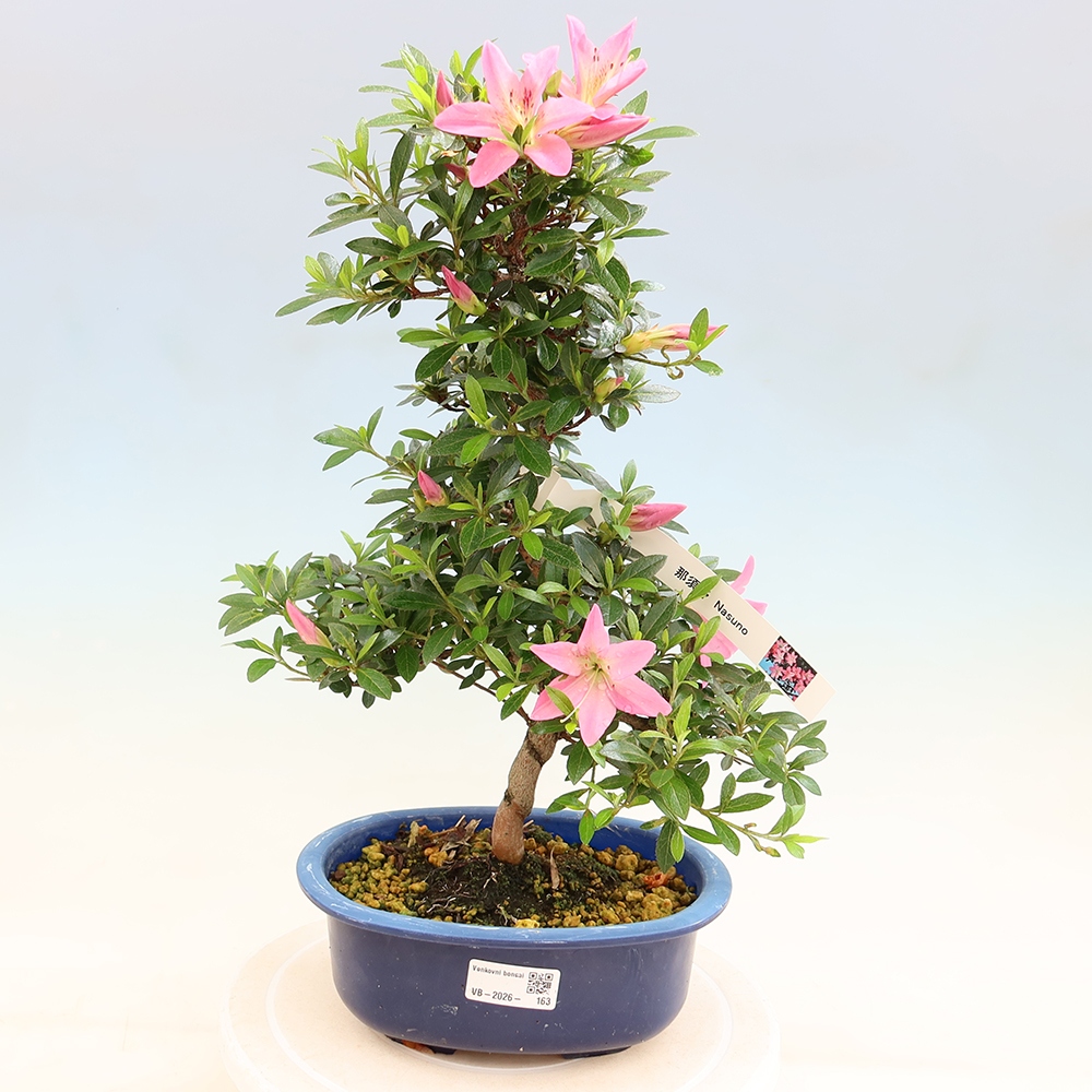 Bonsai voor buiten - Japanse Azalea - Azalea Nasuno