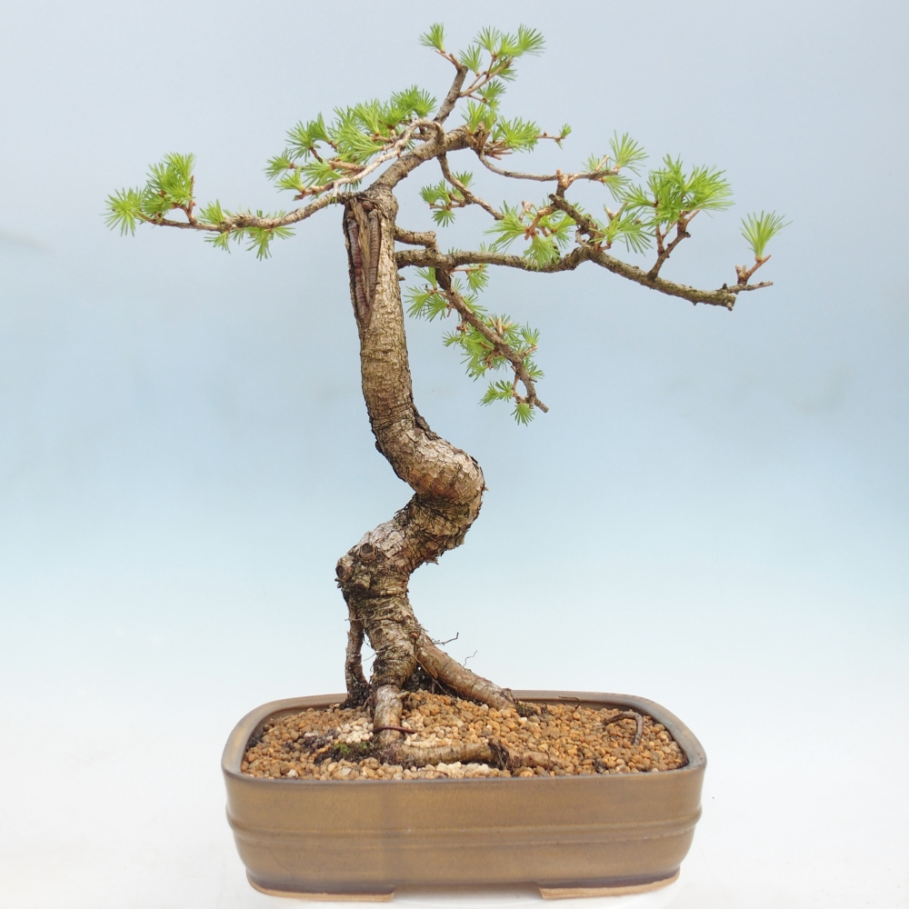 Bonsai voor buiten -Larix decidua - Lariks
