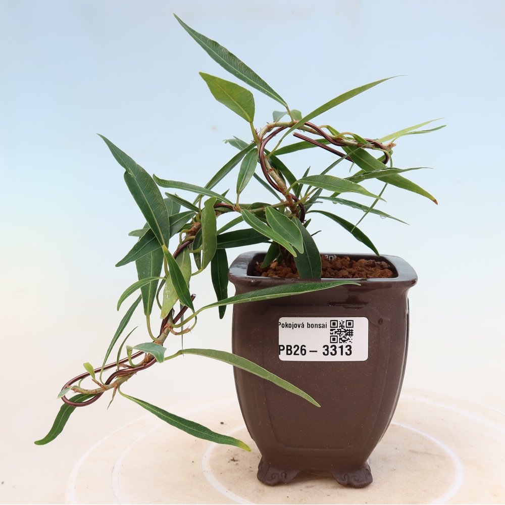 Kamerbonsai - Ficus nerifolia - kleinbladige ficus