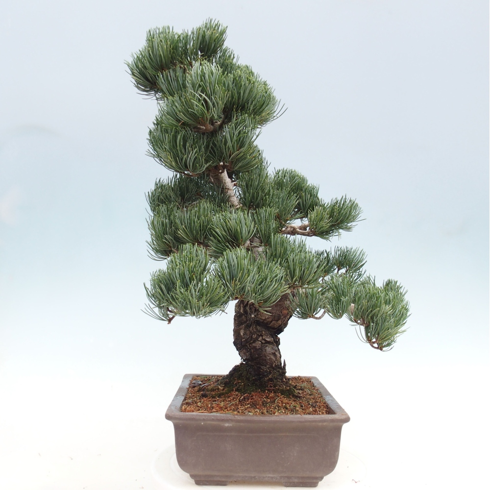 Bonsai voor buiten - Pinus parviflora - Pinus parviflora
