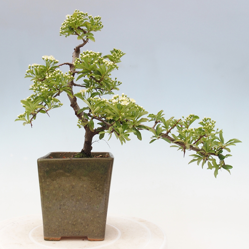 Bonsai-Pyracantha Teton voor buiten -Hlox