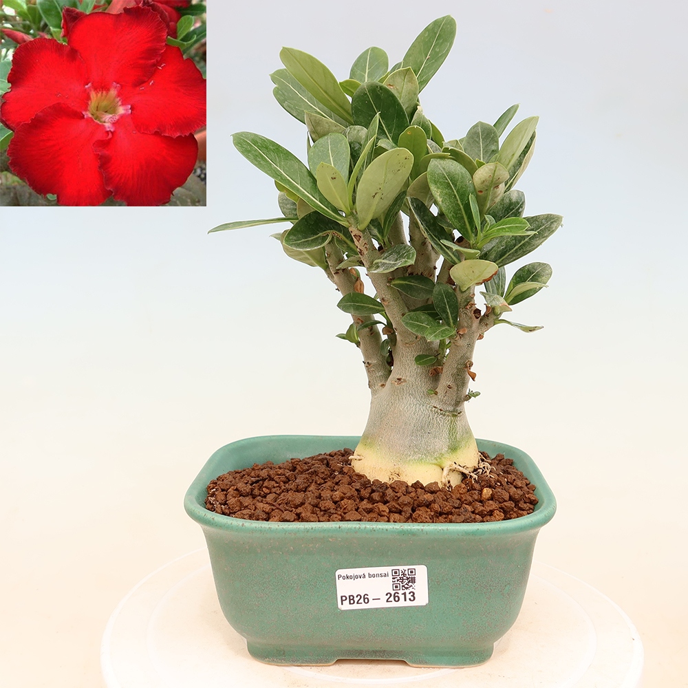 Kamerbonsai - Adenium obesum Red Star - Woestijnroos