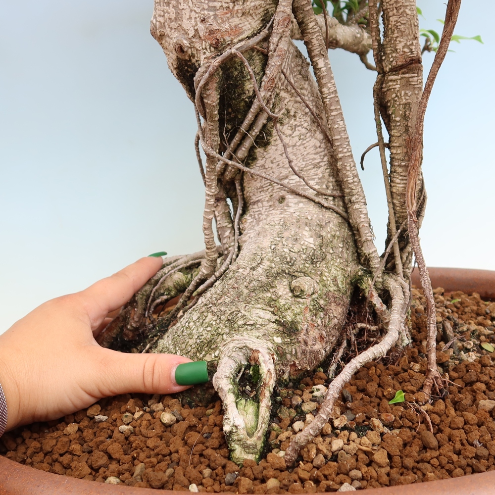 Kamerbonsai - Ficus kimmen - kleinbladige ficus