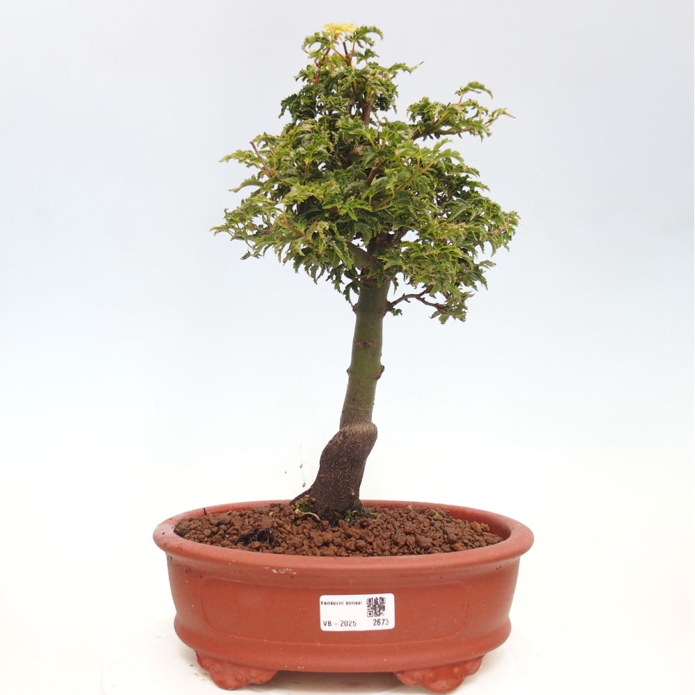 Bonsai voor buiten -Javor palm Acer palmatum Shishigashira